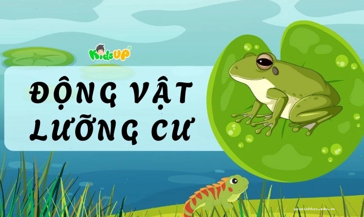 Hình ảnh minh họa về thế giới động vật lưỡng cư