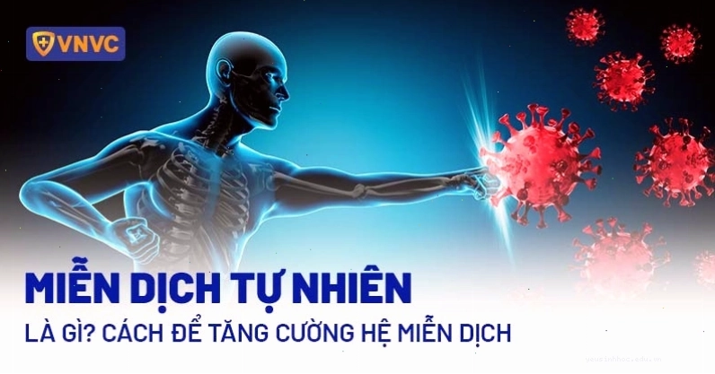 Hình ảnh về hệ miễn dịch tự nhiên của con người