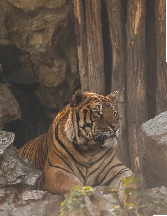 Hổ Bengal (Panthera tigris tigris), một con hổ nằm trên đá