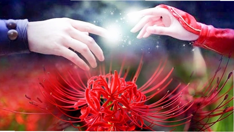 Hoa bỉ ngạn là hóa thân của cặp đôi Mạn Châu và Sa Hoa trong truyền thuyết