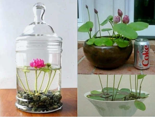 Hoa sen, loài thực vật sống dưới nước mang vẻ đẹp thanh tao