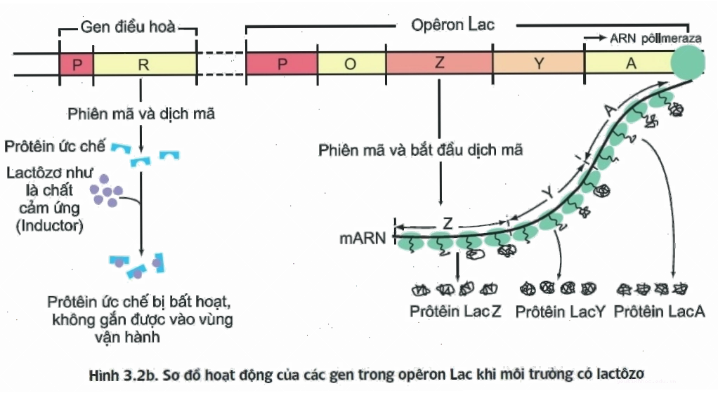 Hoạt động của Operon Lac khi có Lactozo