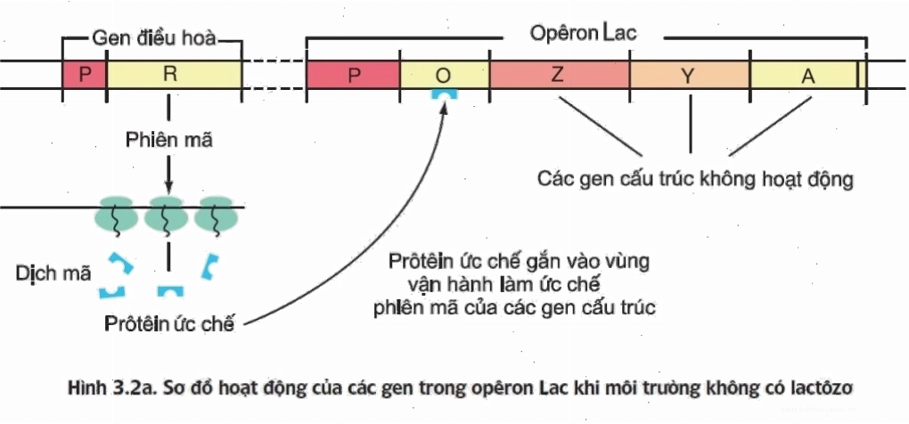 Hoạt động của Operon Lac khi không có Lactozo