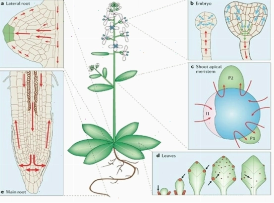 Hormone auxin ảnh hưởng đến sinh trưởng thực vật
