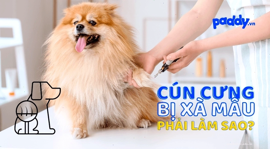Hướng dẫn cách phòng tránh và điều trị bệnh xà mâu hiệu quả