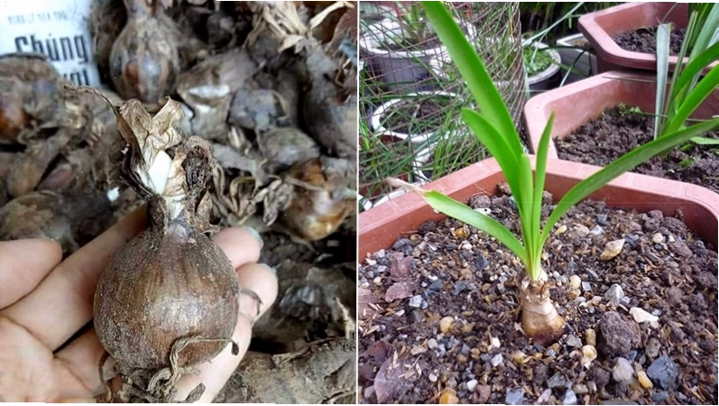 Hướng dẫn cách trồng củ hoa bỉ ngạn đúng kỹ thuật