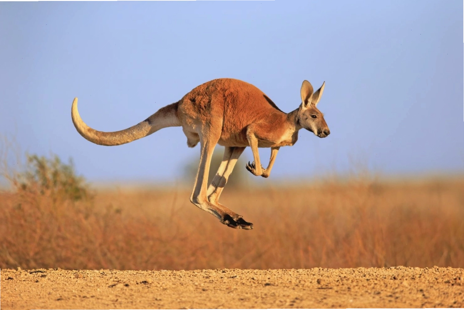 Kangaroo tung cú nhảy sải dài trên đồng cỏ rộng lớn
