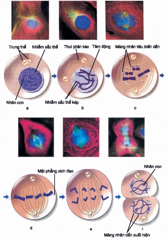 Khái niệm về giảm phân và thụ tinh