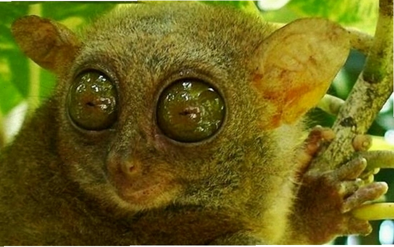 Khỉ lùn Tarsier minh chứng cho sự mong manh của các loài đặc hữu nhiệt đới