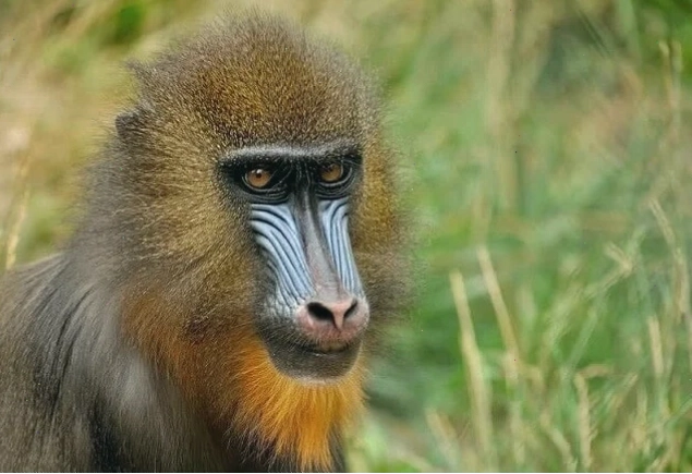Khỉ Mandrill với khuôn mặt sặc sỡ
