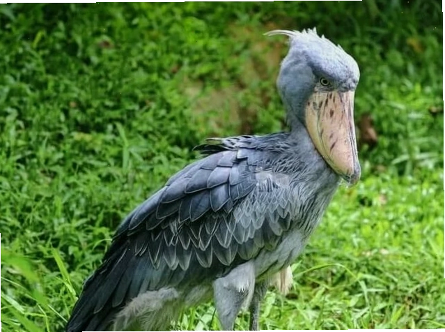 Khung cảnh thiên nhiên hoang dã châu Phi
