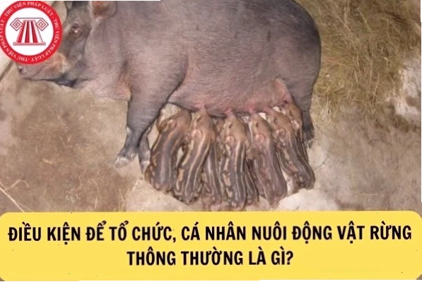 Khung pháp lý chặt chẽ góp phần bảo vệ các loài động vật hoang dã
