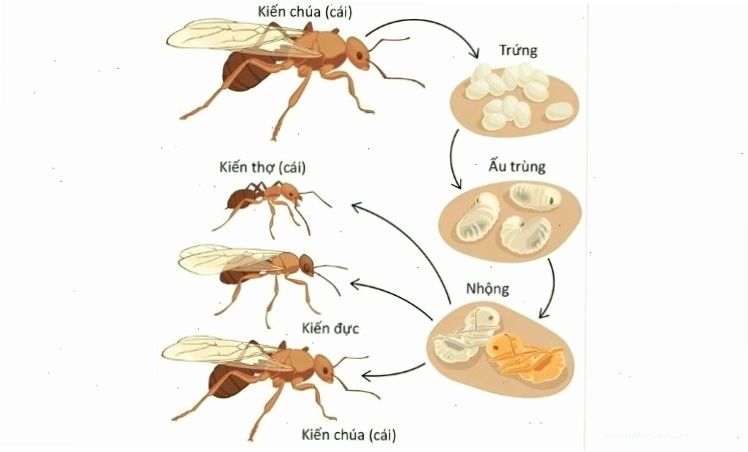 Kiến đẻ trứng