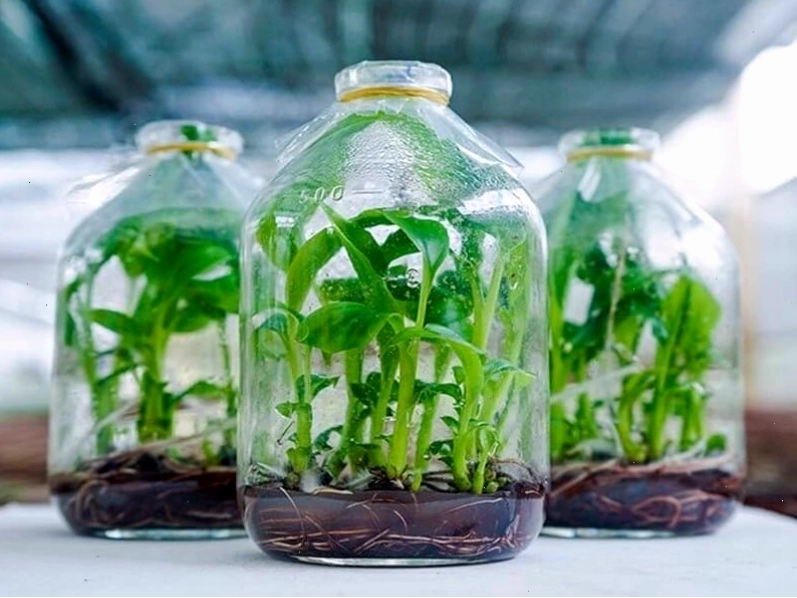 Lá cây bỏng đang mọc ra cây con