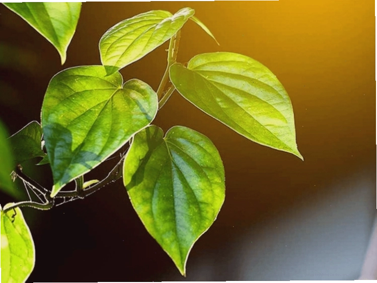 Lá trầu không trong điều trị viêm da