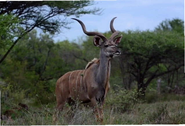 Linh dương Kudu với đôi sừng xoắn ốc