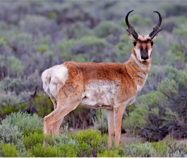 Linh dương Pronghorn với vóc dáng thon gọn đang phi nước đại trên thảo nguyên