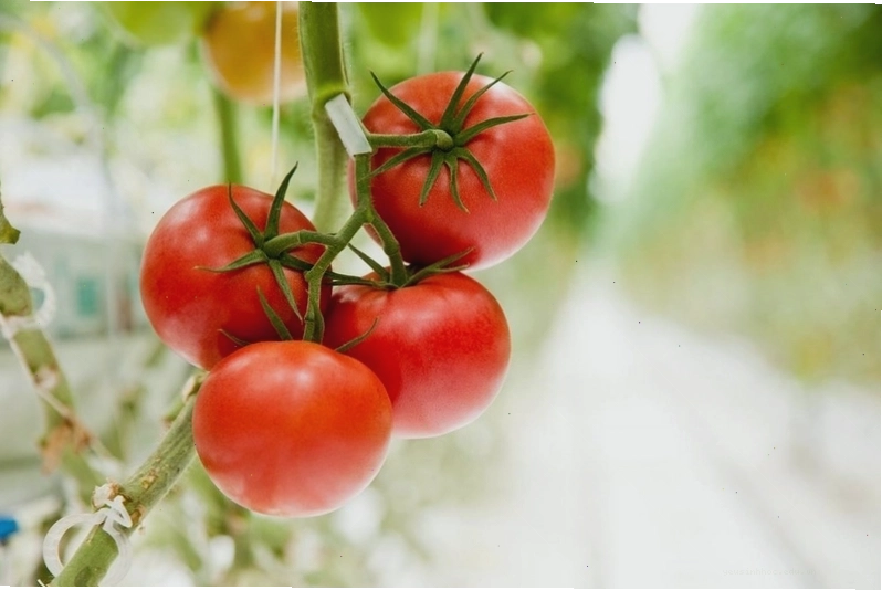 Lợi ích của thực phẩm Non GMO