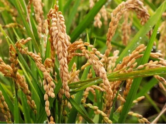 Lúa gạo vàng (golden rice) là một ví dụ về Organisms biến đổi gen có lợi cho sức khỏe