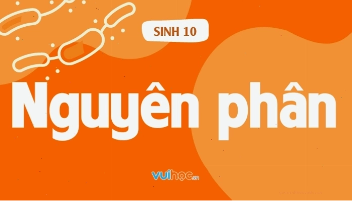 Lý thuyết chu kỳ tế bào và nguyên phân
