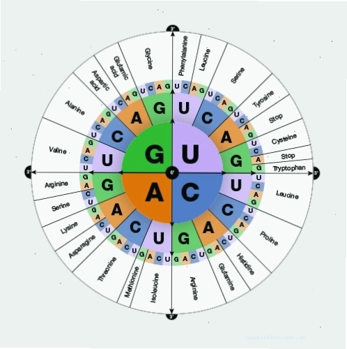 Mã di truyền (genetic code) là ngôn ngữ mà các nhà khoa học giải mã và chỉnh sửa