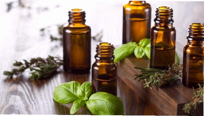 Mẩn ngứa do bọ chét cắn cần được xử lý sớm