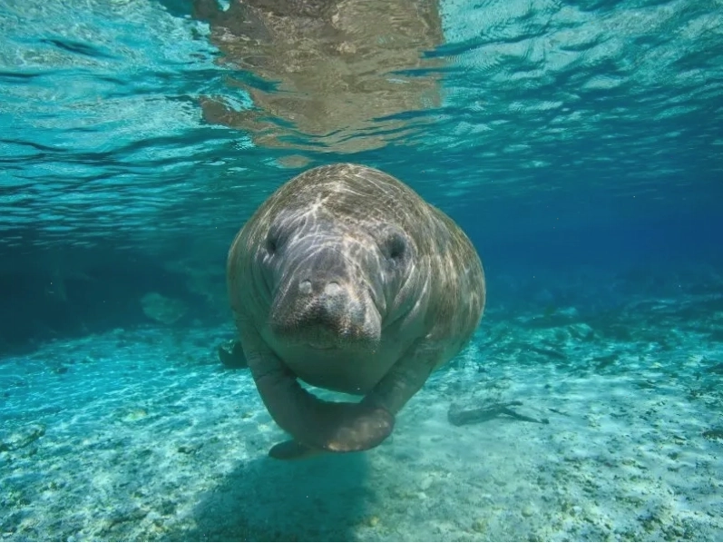 Manatee, một loài động vật ăn thực vật không nhai lại dưới nước