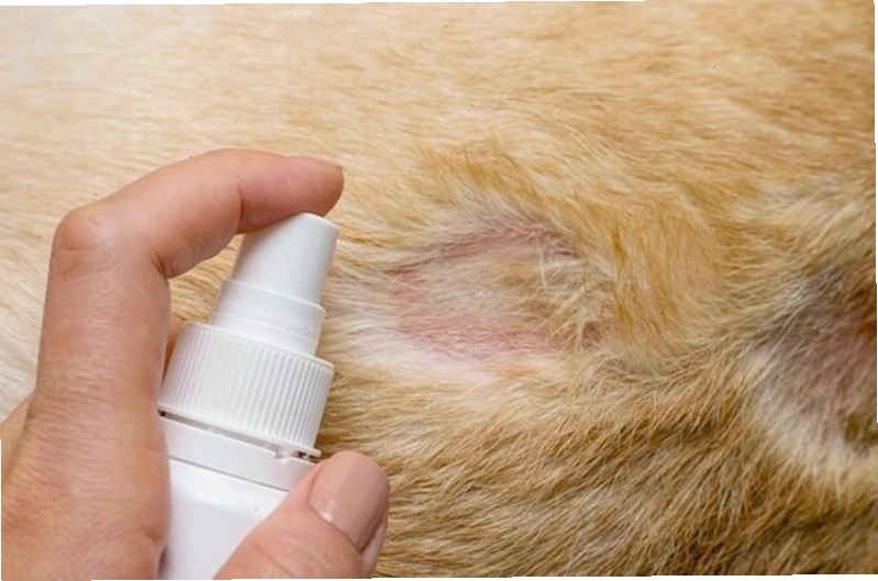 Mảng nấm mèo màu đỏ trên da người, viền nổi gờ