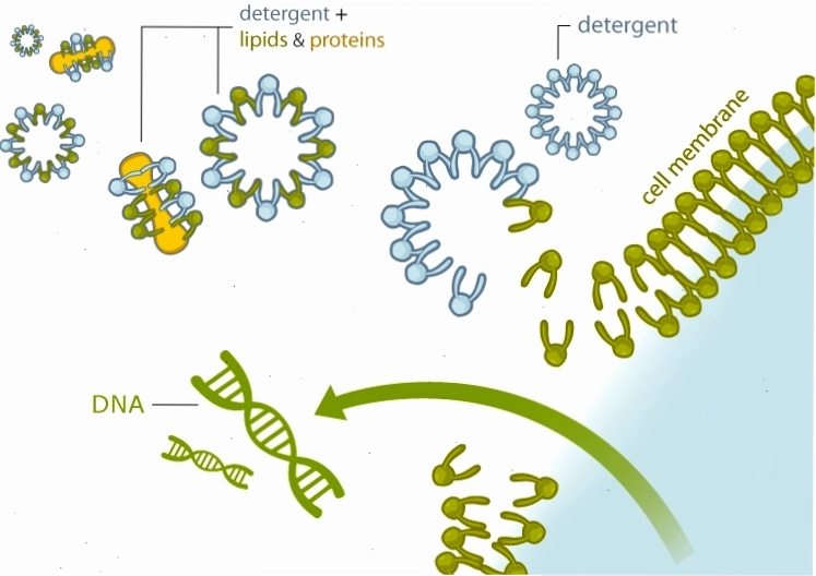 Màng silica trong cột chiết xuất DNA