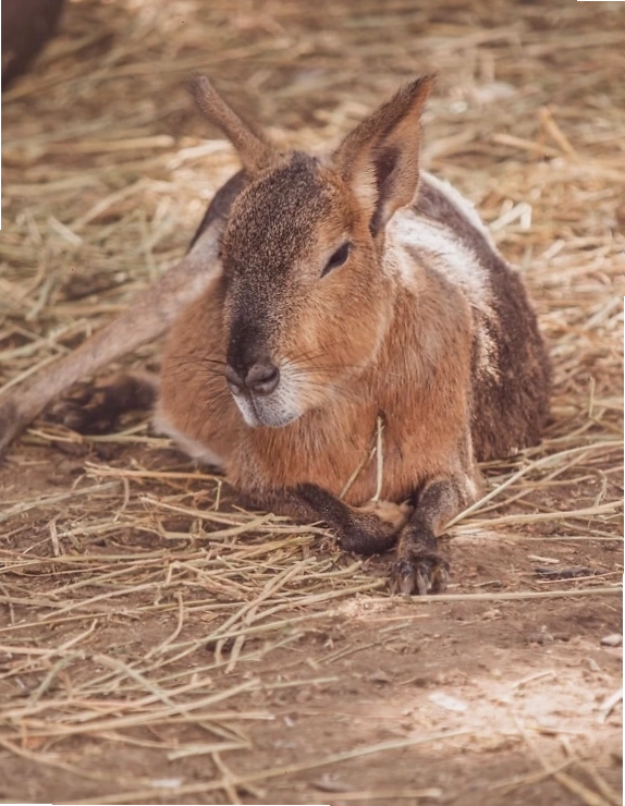 Mara Patagonian, một loài gặm nhấm lớn màu nâu nằm trên mặt đất