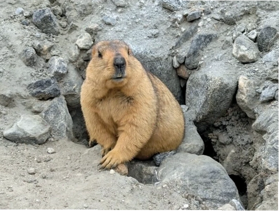 Marmot Himalaya, một loài động vật gặm nhấm lớn sống trên núi