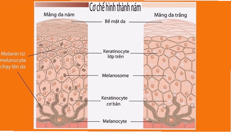 Melanin có trong thực phẩm nào giúp da sáng khỏe và bảo vệ da khỏi tia UV