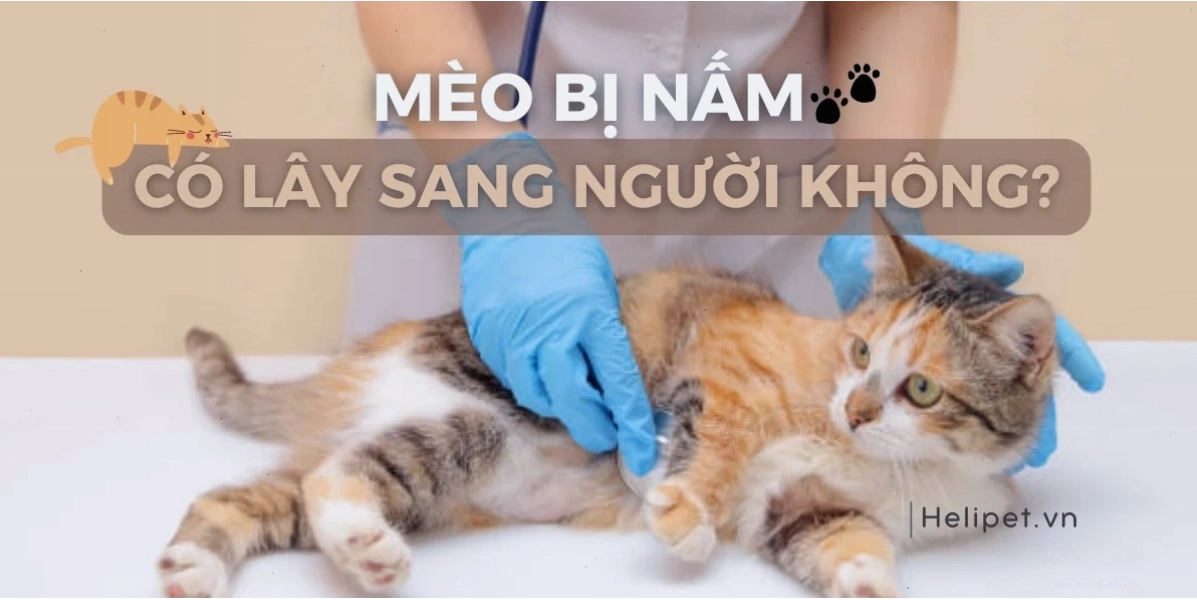Mèo bị nấm có lây sang người không? Cách hạn chế lây nhiễm