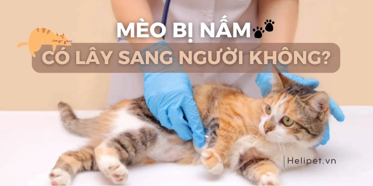 Mèo bị nấm có thể lây sang người và cách hạn chế lây nhiễm