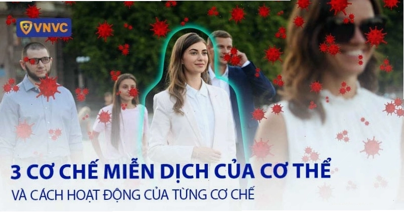 Minh họa các cơ chế miễn dịch của cơ thể