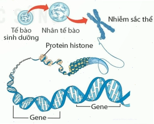 Minh họa các dạng đột biến cấu trúc nhiễm sắc thể