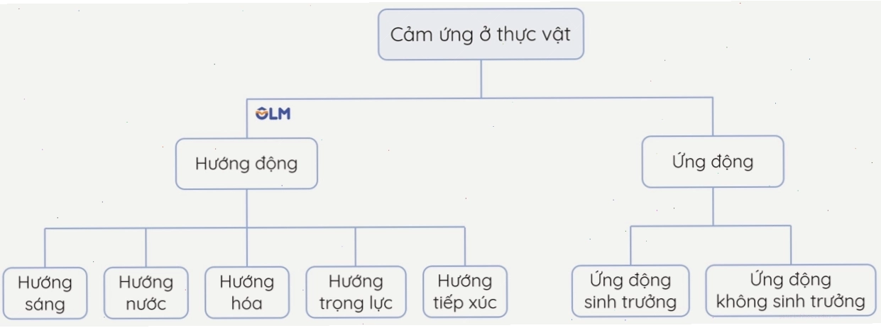 Minh họa các hình thức cảm ứng ở thực vật