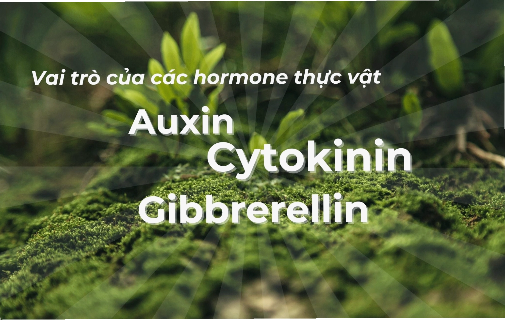 Minh họa các loại hoocmôn thực vật chính và vai trò
