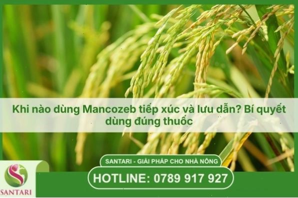 Minh họa các yếu tố ảnh hưởng đến quang hợp