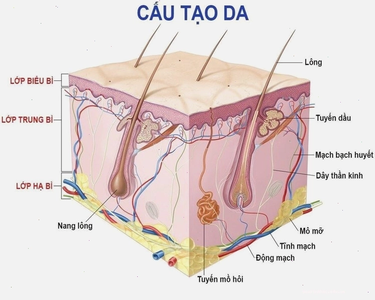 Minh họa cấu tạo giải phẫu của da người với các lớp rõ ràng