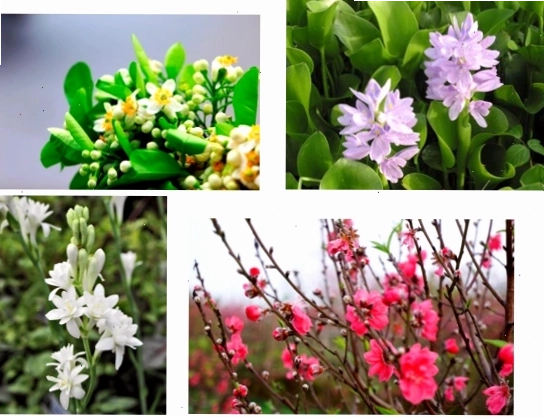 Minh họa cấu tạo hoa và quả của thực vật hạt kín