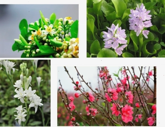 Minh họa cấu tạo hoa và quả của thực vật hạt kín