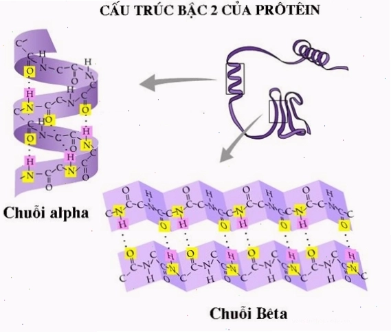 Minh họa cấu trúc bậc 1 của protein