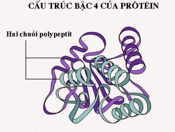 Minh họa cấu trúc bậc 4 của protein