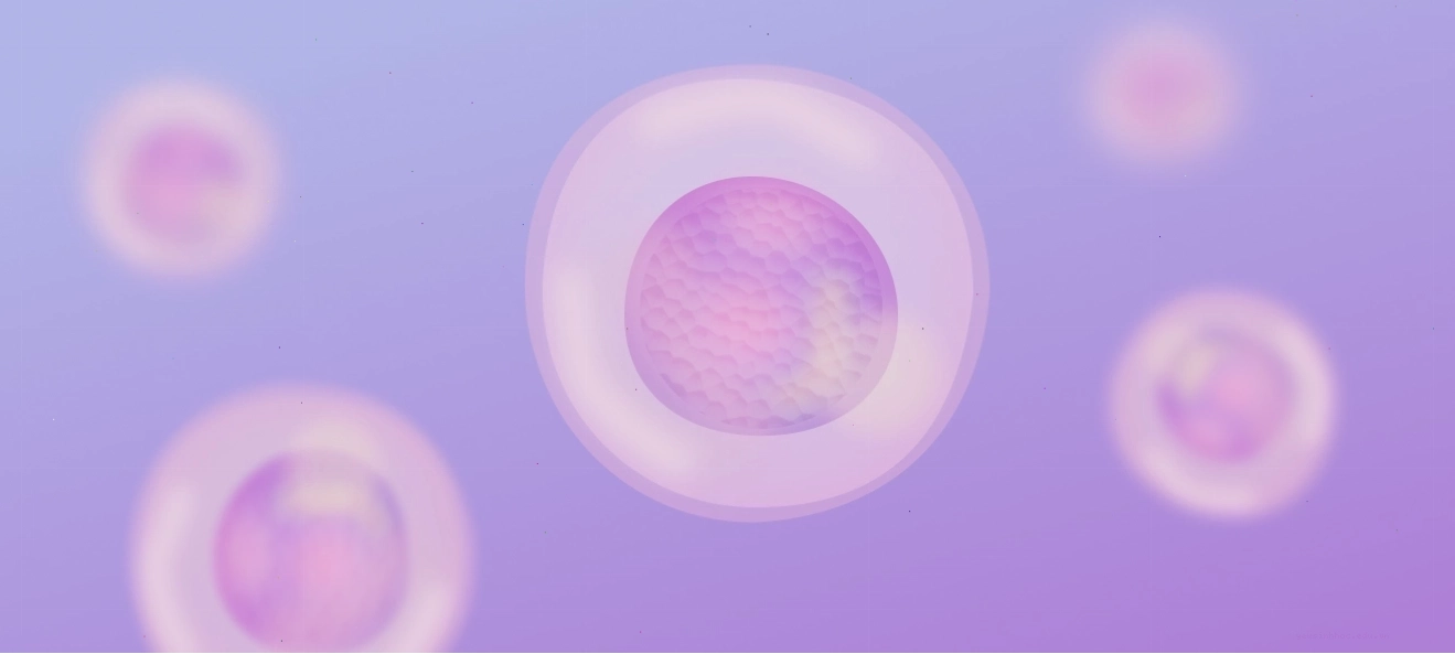 Minh họa cấu trúc chi tiết của tế bào trứng người (egg cell)