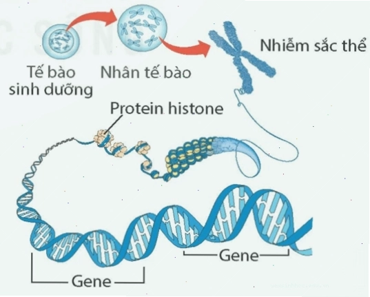 Minh họa cấu trúc nhiễm sắc thể ở trạng thái sợi mảnh và sợi không không
