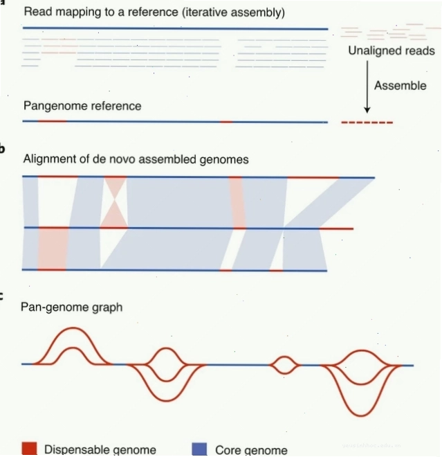 Minh họa cấu trúc phân tử ADN, nền tảng của genome