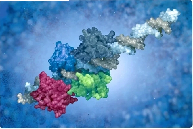 Minh họa cấu trúc phân tử của một yếu tố phiên mã đang liên kết với DNA