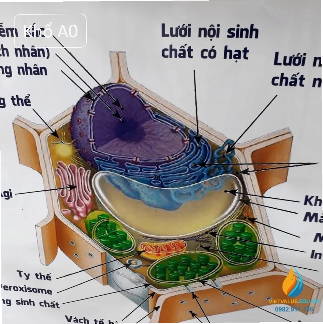 Minh họa cấu trúc tế bào thực vật và động vật, cung cấp góc nhìn tổng quan