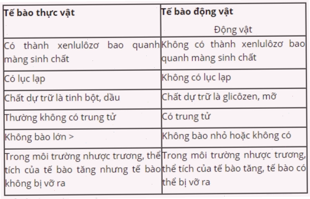 Minh họa cấu trúc tế bào thực vật với thành tế bào cứng cáp